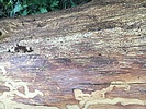 photo thumbnail #12