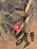 photo thumbnail #3