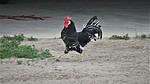 photo thumbnail #1