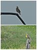 2021-06-09 :3: Walking in my Grandmothers Footsteps :: tibber