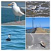 2021-04-15 :: Morro Bay :: tibber