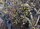 2021-07-04 :1: Pyramid Trail - South Mountain :: johnlp