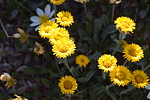 photo thumbnail #14