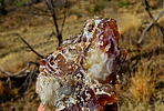 photo thumbnail #4
