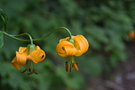 photo thumbnail #1