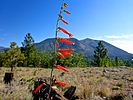 2021-07-08 :1: Flagstaff - AZT #33 :: kingsnake