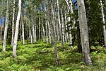 photo thumbnail #5