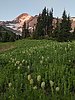 2021-07-11 :1: Mount Hood Wilderness Area Trails :: keepmoving