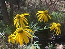 2021-07-10 :1: Lemmon Pools and Aspen Marshall Loop :: John10s