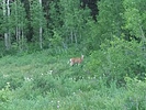 photo thumbnail #11