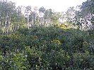 photo thumbnail #15
