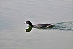 photo thumbnail #13