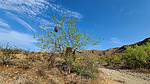 2021-07-21 :1: Pima Wash Loop from 46th St TH :: joebartels