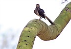 photo thumbnail #11