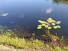 2021-07-15 :2: Along the Park Road - Everglades National Park :: gummo