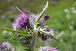 photo thumbnail #15