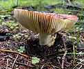 photo thumbnail #8