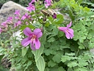 photo thumbnail #7