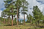 photo thumbnail #12