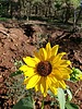 photo thumbnail #4