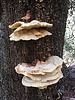 photo thumbnail #15