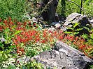 2021-08-05 :1: Butterfly Trail #16 - Catalina :: kingsnake