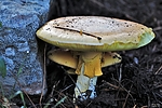 photo thumbnail #1