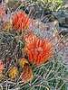 2021-08-07 :1: Signal Hill :: adilling