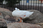 photo thumbnail #7