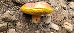 photo thumbnail #10