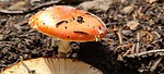 photo thumbnail #11