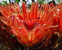 2021-08-14 :: Waternflower World 2021 :: RedRoxx44