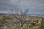 photo thumbnail #8