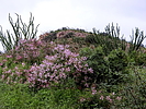 photo thumbnail #15