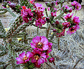 2021-06-01 :3: West Turkey Creek-Chiricahua :: rwstorm