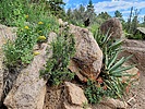 2021-07-29 :1: Fatmans Loop Trail #25 :: tibber