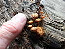 photo thumbnail #14