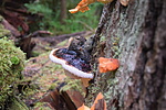 photo thumbnail #13