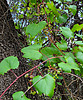 2021-09-04 :1: Yankee - Crooks Cyn - Turkey Creek Fig 8 Loop :: joebartels