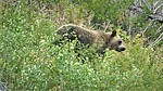 2021-08-07 :3: Jackson Overlook TH Reynolds Creek Campground :: tibber