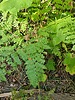 2021-09-05 :2: South Fork Gibson Jack Creek 014 :: PaleoRob