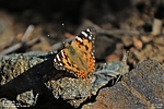 photo thumbnail #4