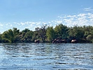 photo thumbnail #12