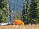 photo thumbnail #2