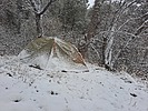 photo thumbnail #14