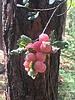 photo thumbnail #13