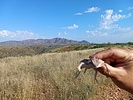 photo thumbnail #1
