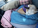 photo thumbnail #9