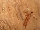 photo thumbnail #13