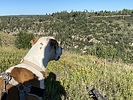 photo thumbnail #5
